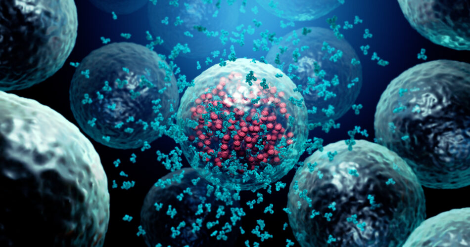 Antibodies destroy an infected cell by a  virus, immun defense kill the infected cell