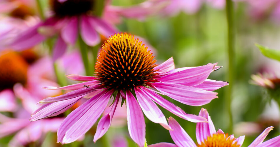 Echinacea is an ancient medicinal plant used by the North American Indians for colds, coughs, sore throats and tonsillitis. Even today, Echinacea angustifolia is used internally against respiratory and urinary tract infections and externally for the treatment of poorly healing wounds.