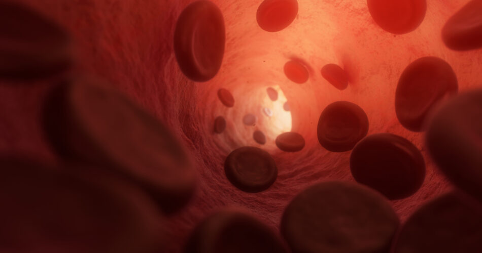 Erythrocytes streaming in blood plasma inside a vessel. Light shining through the skin. Photorealistic 3d Illustration.
