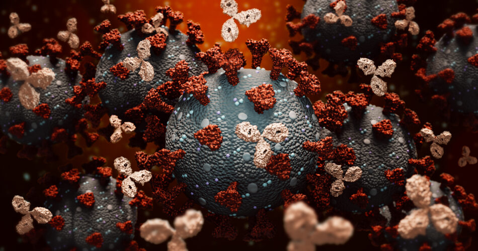 Anticorpi monoclonali o immunoglobuline che combattono contro un gruppo di coronavirus o cellule covidi illustrazione 3D rendering. Immunità, sistema immunitario, immunoterapia, concetti biomedici, biologia, medicina. Rendering scientifico accurato e visione dell'artista.