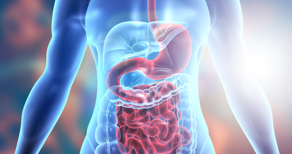 Human body digestive system anatomy. 3d illustration