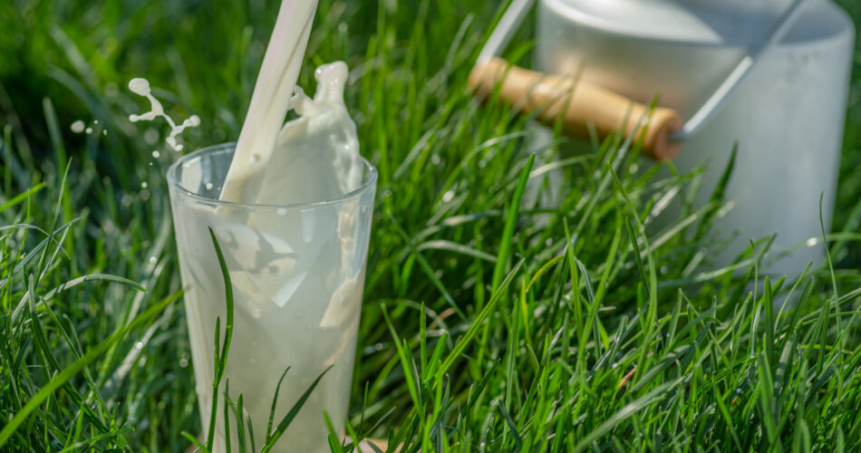 Nalewanie świeżego mleka do szklanki. Szklanka stoi na zielonej trawie w słoneczny letni dzień.