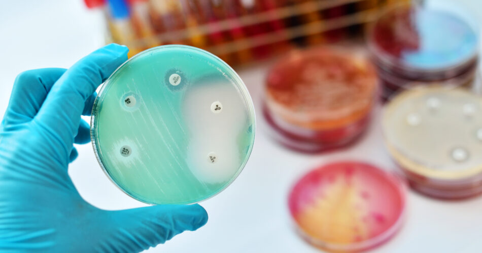 Antimikrobielle Empfindlichkeitstests in der Petrischale